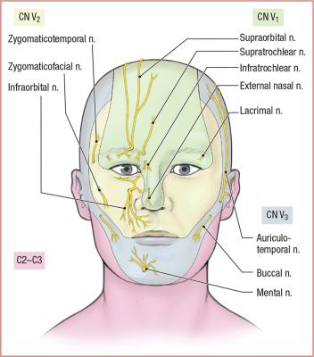 thumbs/Cutaneous Nerves of the Face.jpeg.jpg